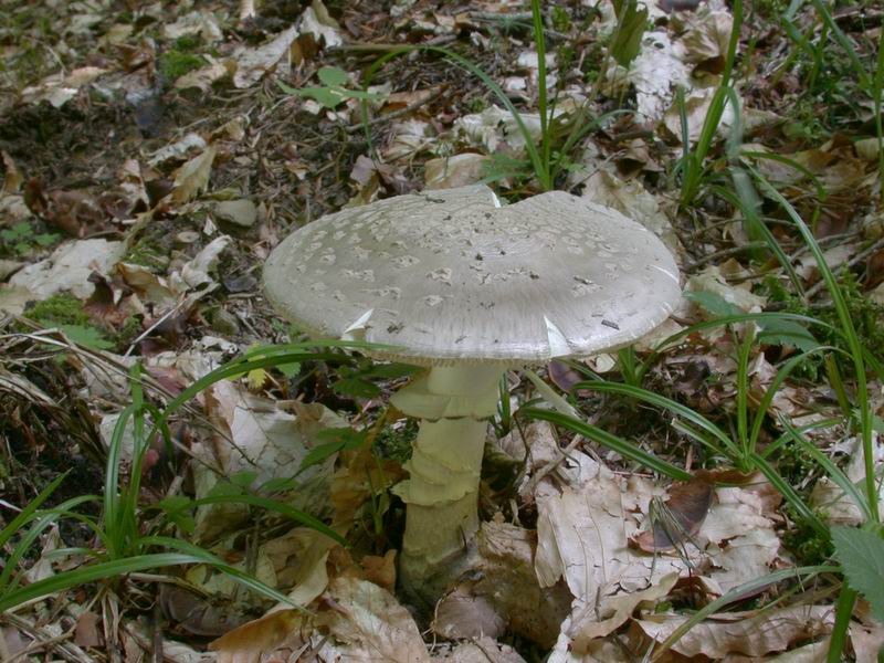 Amanita